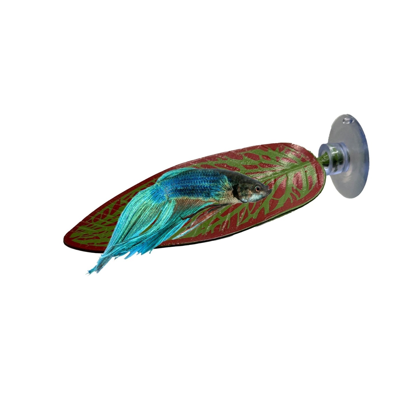 Betta Leaf Hammock – Surface Rest Spot - Wild Pet Supply