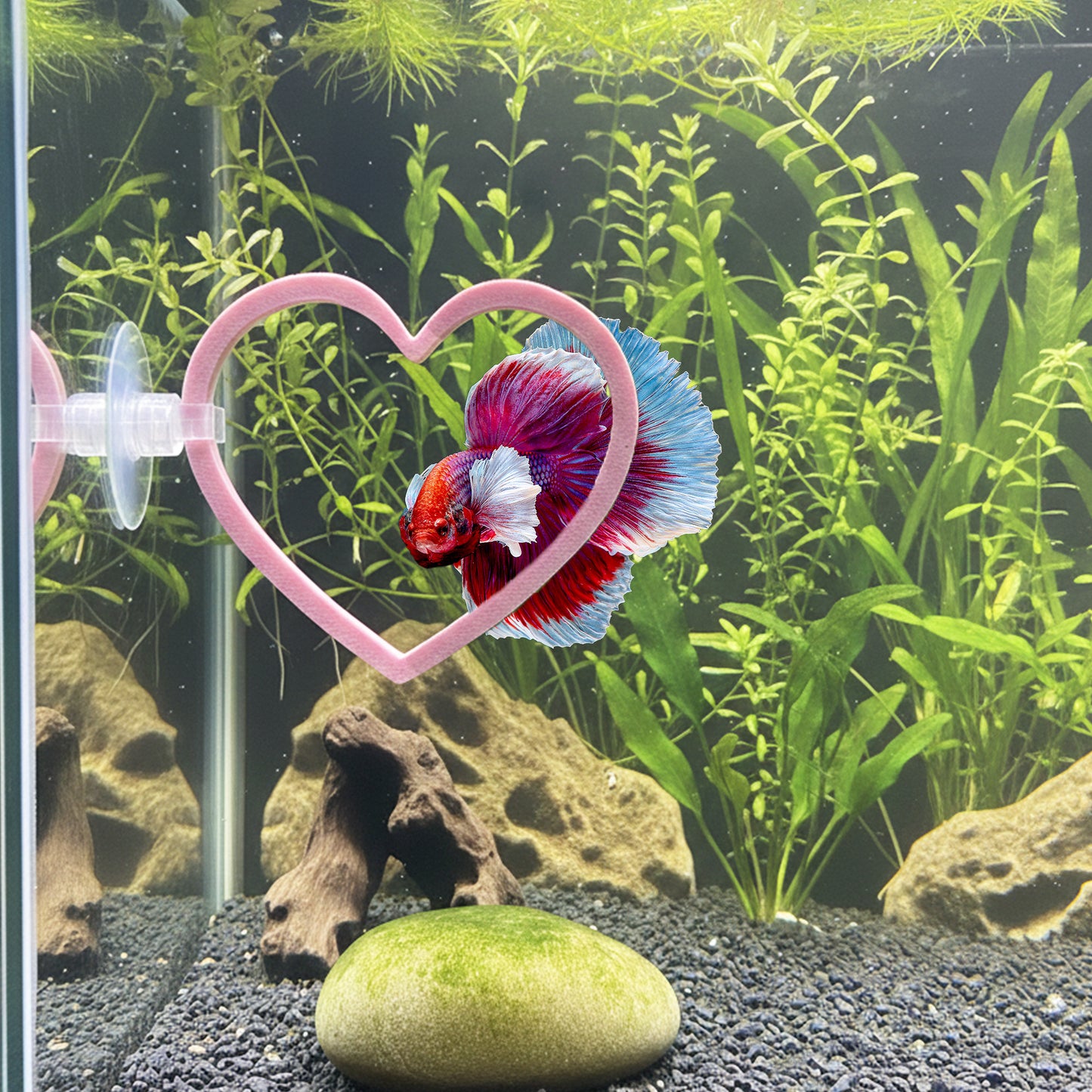 Heart Swim Rings – Betta Exercise Toy 2 Pack