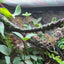 Terrarium Parrot | Reptile Terrarium Decor | Nano Terrarium Decor Accent