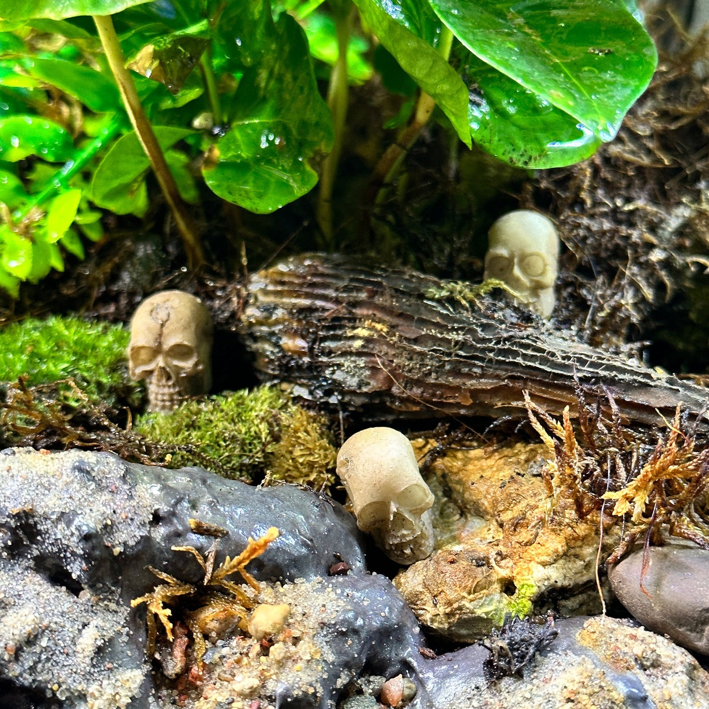 3 Pack Skull Terrarium Aquarium Decor - Wild Pet Supply