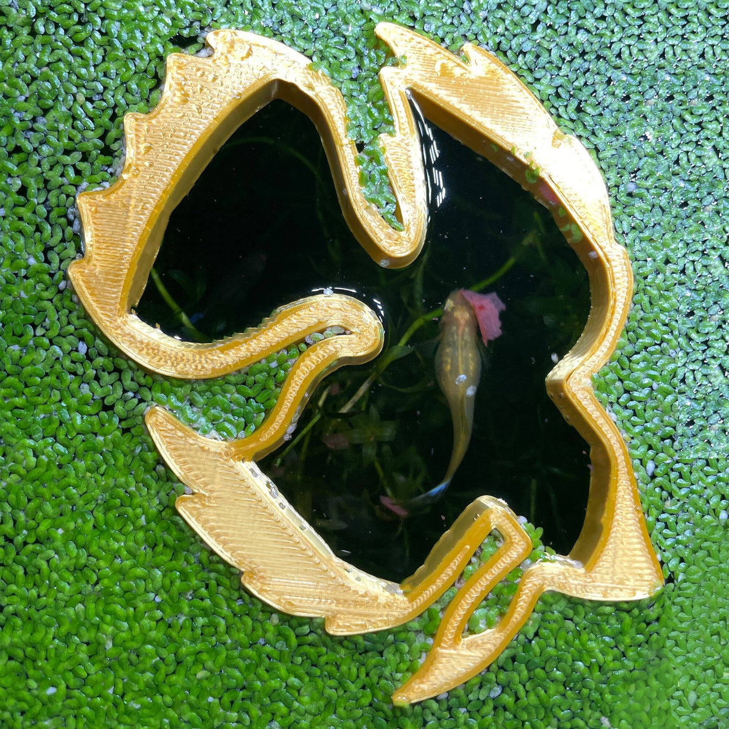 Betta Float™ Aquarium Floating Plant Guard - Original Betta Fish Floating Plant
