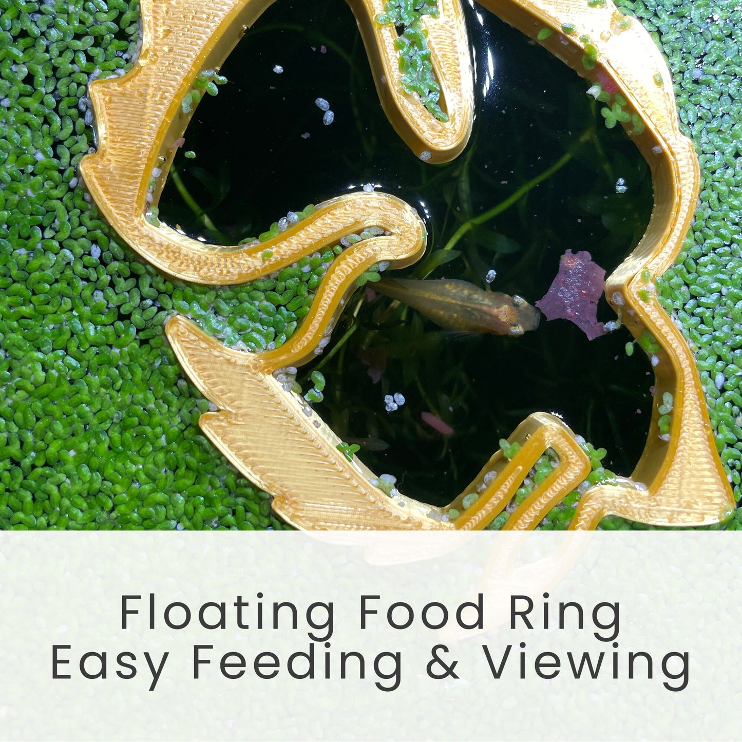 Betta Float™ Aquarium Floating Plant Guard - Original Betta Fish Floating Plant