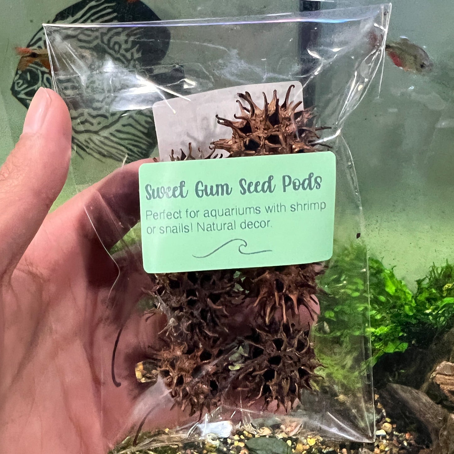Aquarium Star Seed Pod Decor - Natural Tannins - Fish Tank Betta Fish - Wild Pet Supply