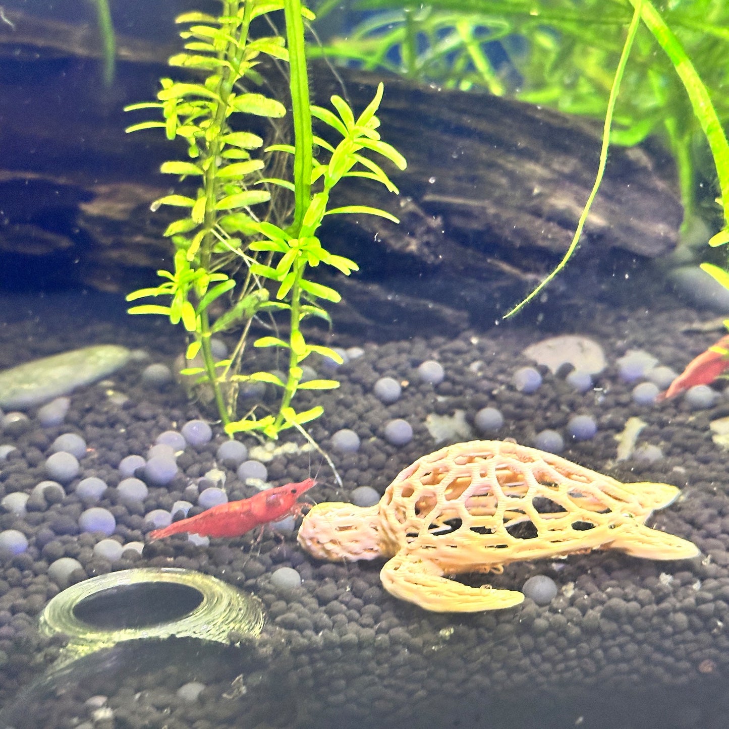 Sea Turtle Aquarium & Terrarium Decor | Nano Shrimp Hide | Fish Tank Decor Turtle - Wild Pet Supply