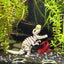 T-Rex Skeleton Decoration for Aquariums. Cave for Fish and Hideout for Shrimp Dinosaur Aquarium & Terrarium Decor - Wild Pet Supply