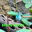 Terrarium Parrot | Reptile Terrarium Decor | Nano Terrarium Decor Accent - Wild Pet Supply