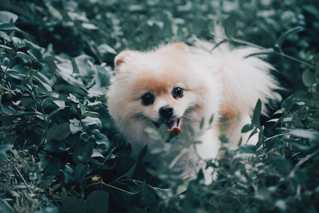 4 Things That Pomeranians Love - Wild Pet Supply