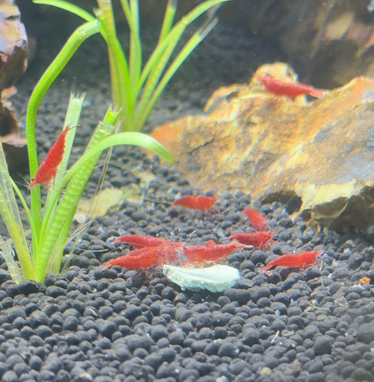 AquaBoost Shrimp Bites