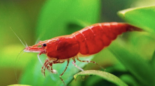 Awesome Aquarium Accessories - Wild Pet Supply