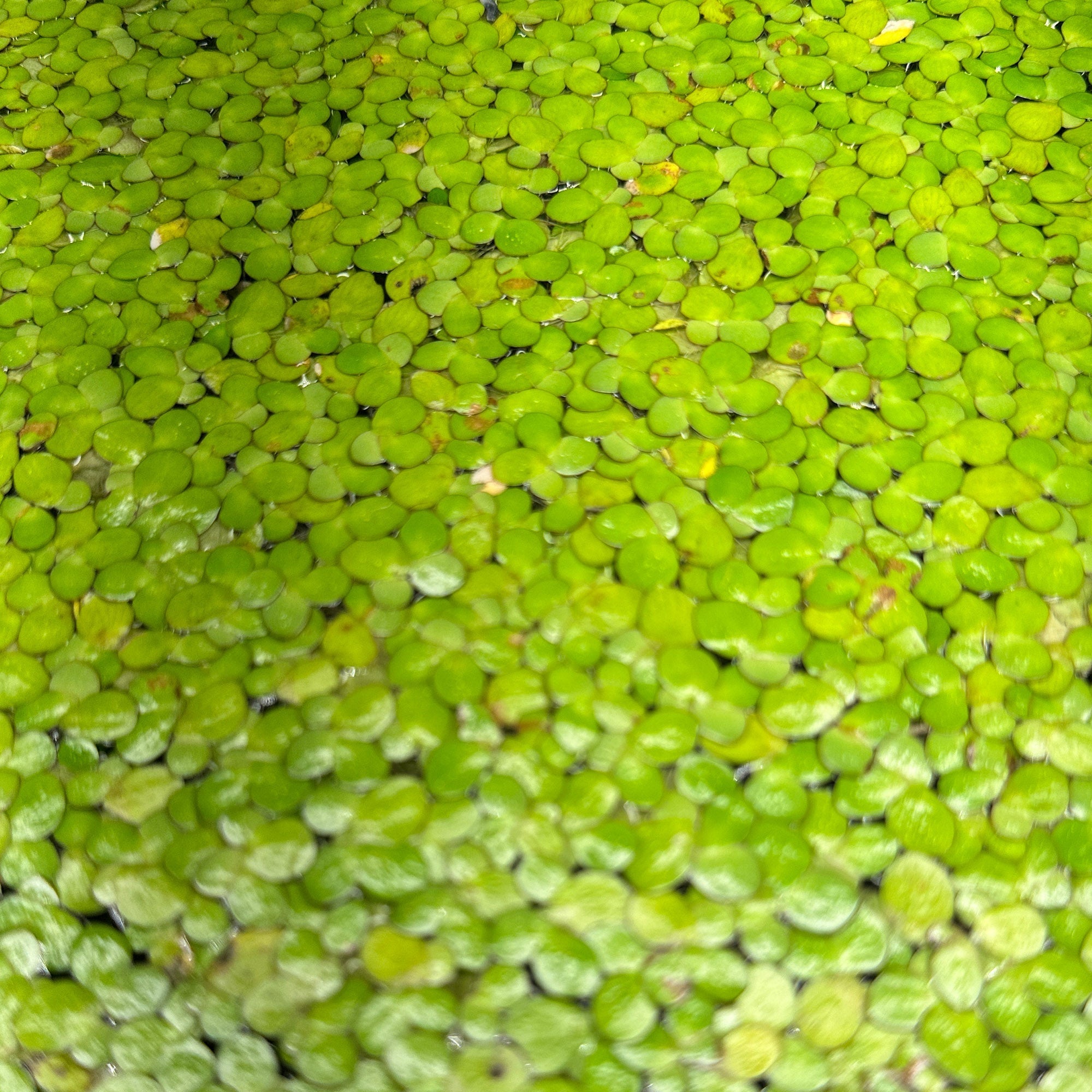 Best Aquarium Plants for Beginners That Don’t Die Easily - Wild Pet Supply