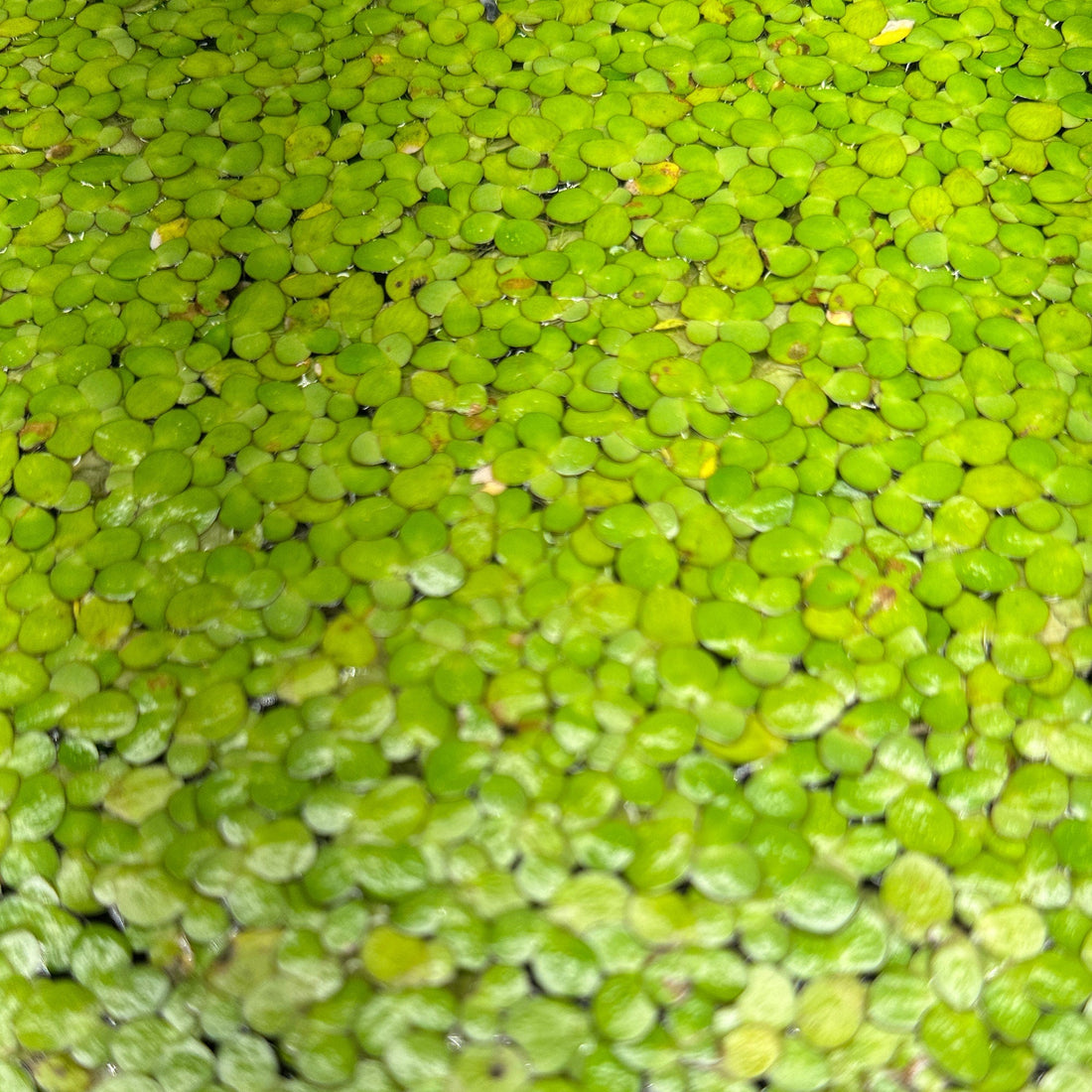 Best Aquarium Plants for Beginners That Don’t Die Easily - Wild Pet Supply