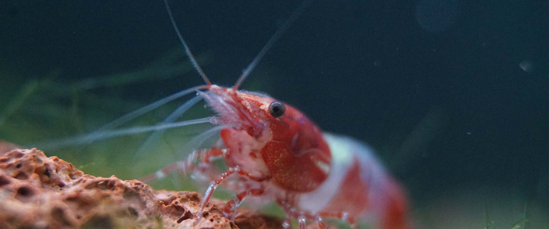 Do Shrimp Need Calcium? - Wild Pet Supply