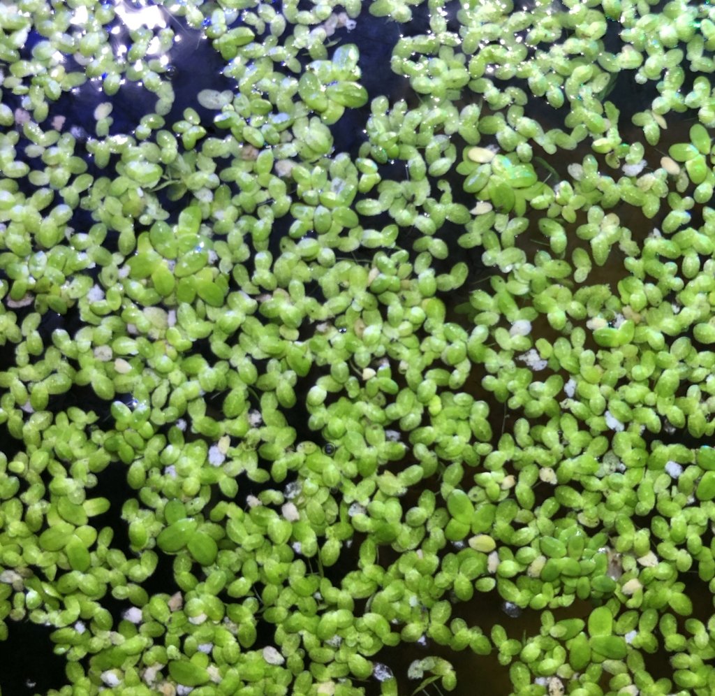 Duck Weed 101 Aquariums - Wild Pet Supply