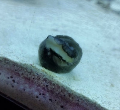 Flipped Upside Down Nerite Snail? - Wild Pet Supply