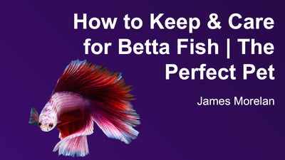 How to keep and care for betta fish full guide - Wild Pet Supply
