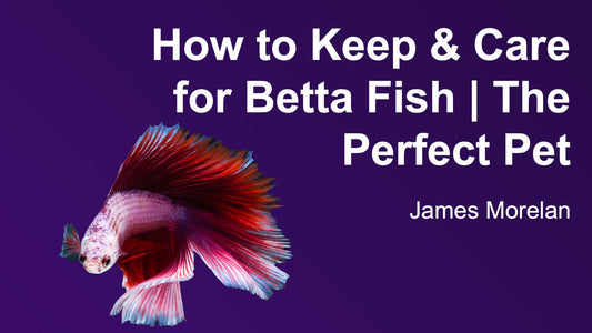 How to keep and care for betta fish full guide - Wild Pet Supply