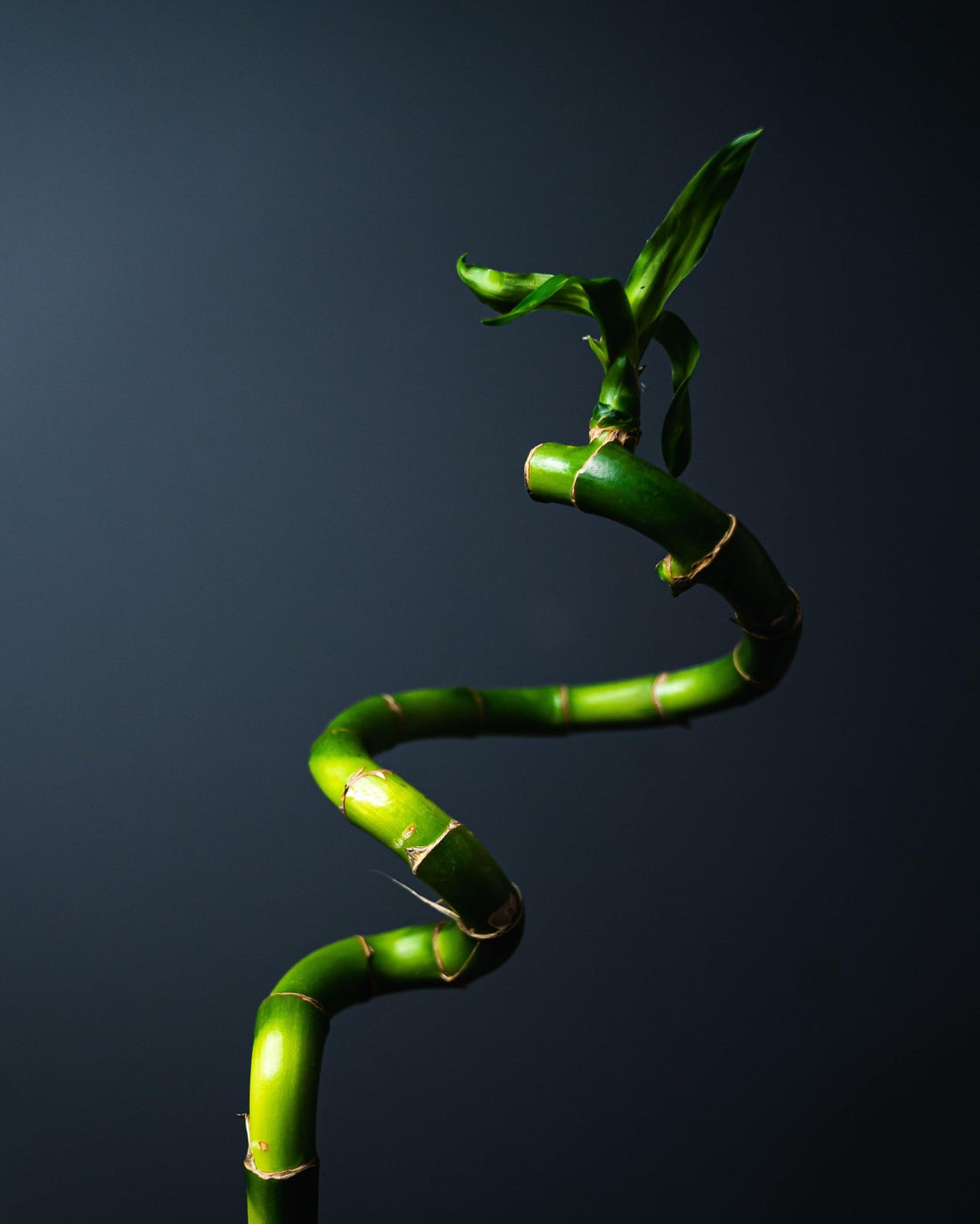 How to Take Care of Lucky Bamboo - Wild Pet Supply