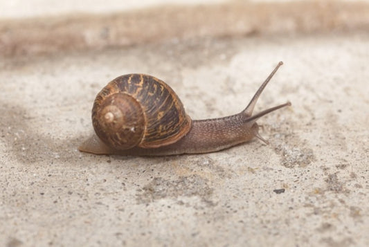 Land Snail Care Sheet - Wild Pet Supply