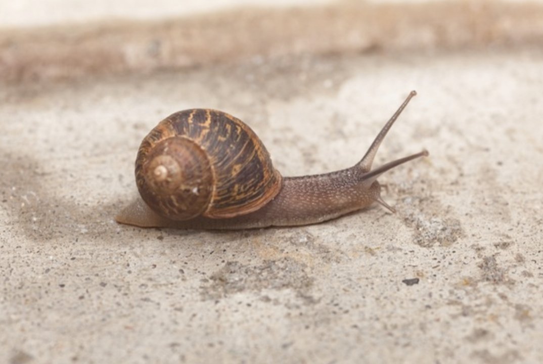 Land Snail Care Sheet - Wild Pet Supply