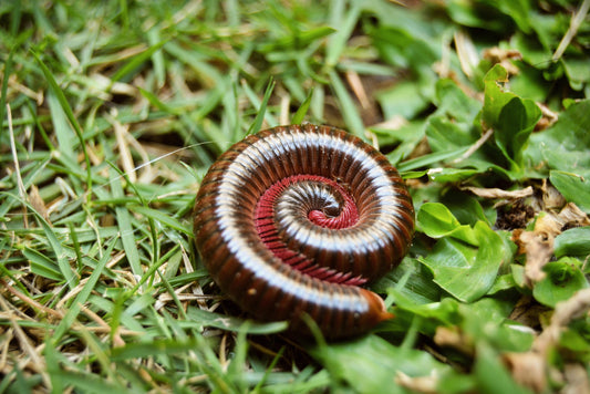 Millipede Care Tips - Wild Pet Supply
