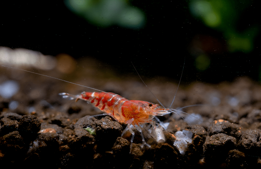 Shrimp Not Breeding? 7 Common Mistakes & How to Fix Them - Wild Pet Supply