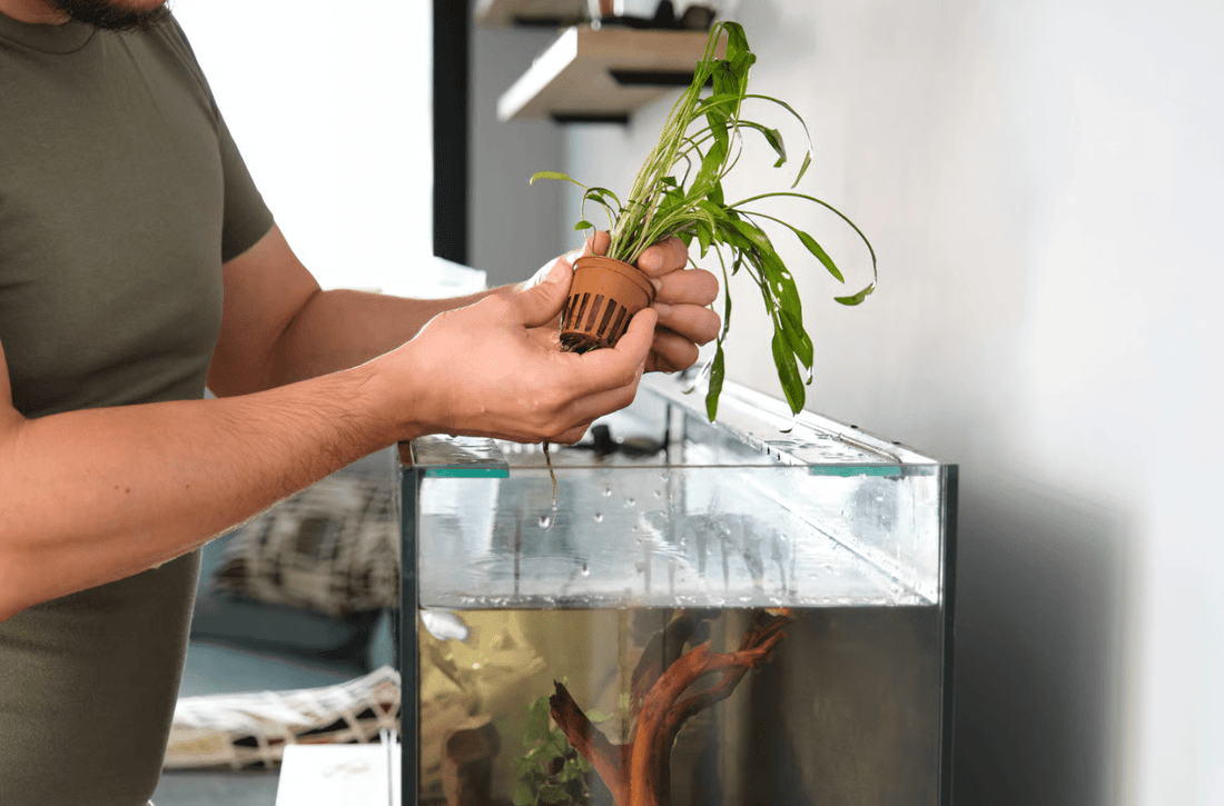 The Best Fish Tanks for Renters — Nano Setups That Actually Fit Your Life - Wild Pet Supply