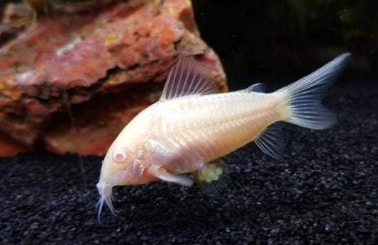 What is a bottom feeder? - Wild Pet Supply