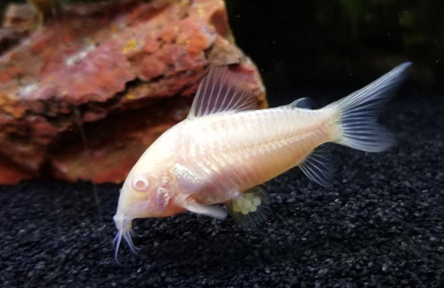 What is a bottom feeder? - Wild Pet Supply