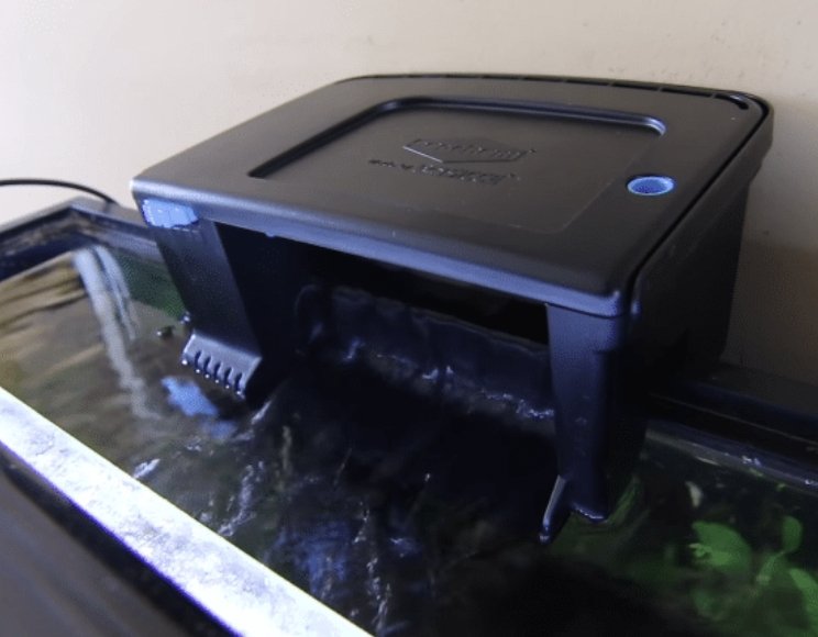 What is a HOB Aquarium? - Wild Pet Supply