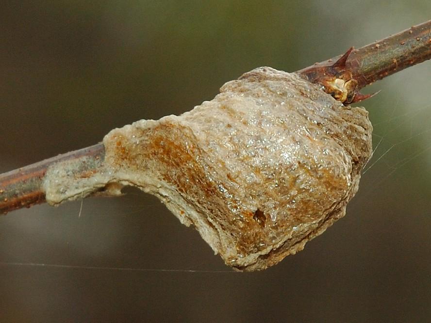 What is a Praying Mantis Ootheca? - Wild Pet Supply
