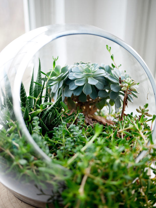 What is a Terrarium False Bottom? - Wild Pet Supply