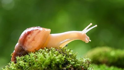 Where to buy Land Snails - Wild Pet Supply