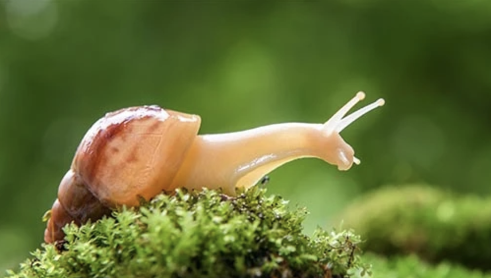 Where to buy Land Snails - Wild Pet Supply