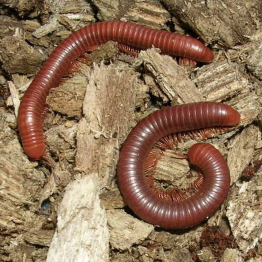 Where to Buy Pet Millipedes - Wild Pet Supply