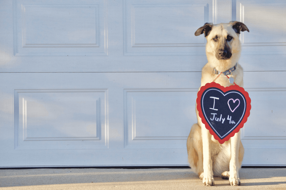 Why Do Fireworks Scare Dogs? - Wild Pet Supply