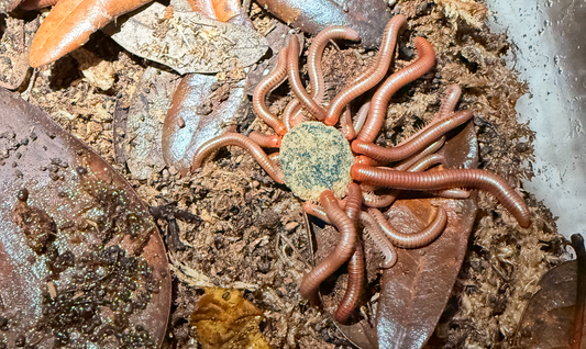 Why Your Bioactive Enclosure Is Failing — And How Feeding Your Cleanup Crew Fixes It - Wild Pet Supply