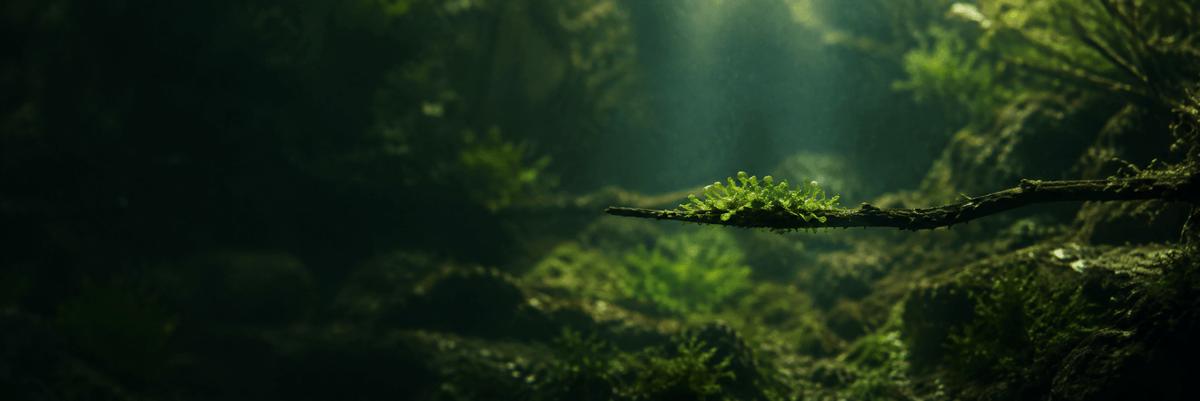 Aquarium Plants - Wild Pet Supply
