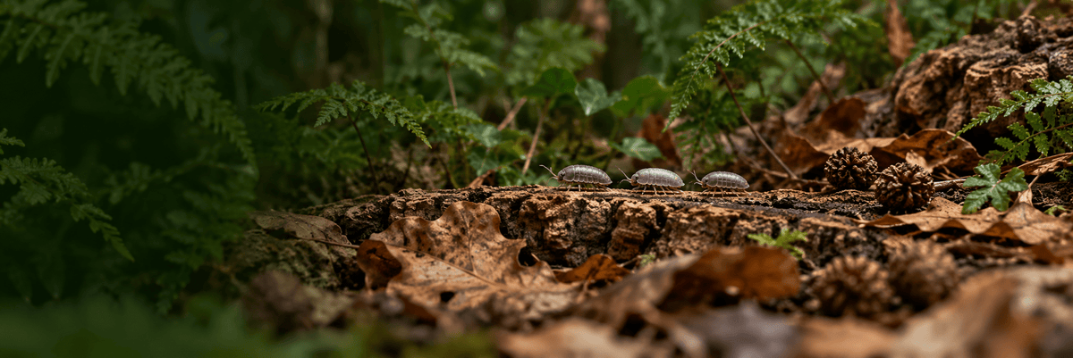 Isopods - Wild Pet Supply