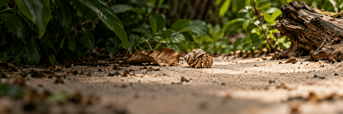 Hermit Crabs - Wild Pet Supply