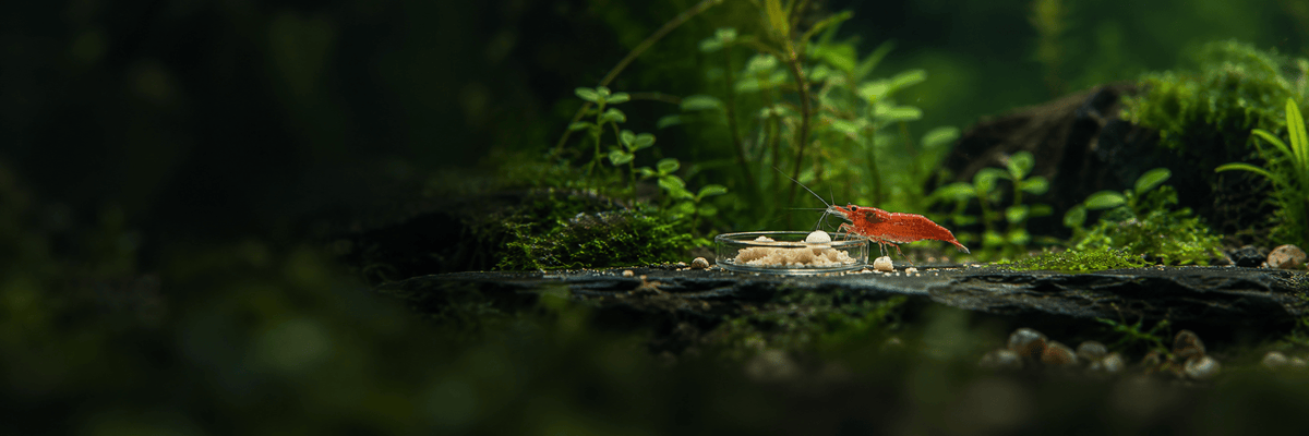Fish & shrimp food - Wild Pet Supply
