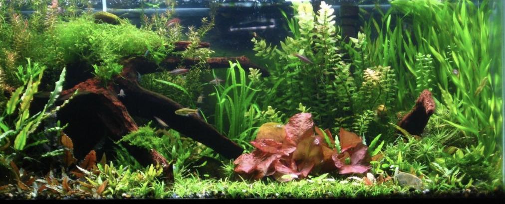 Aquarium - Wild Pet Supply