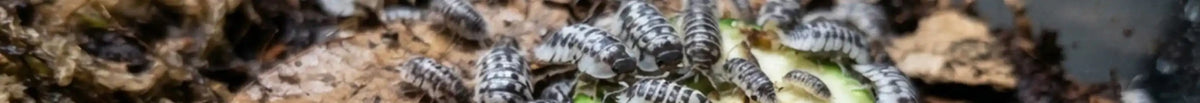 Clean-up crew food - Wild Pet Supply