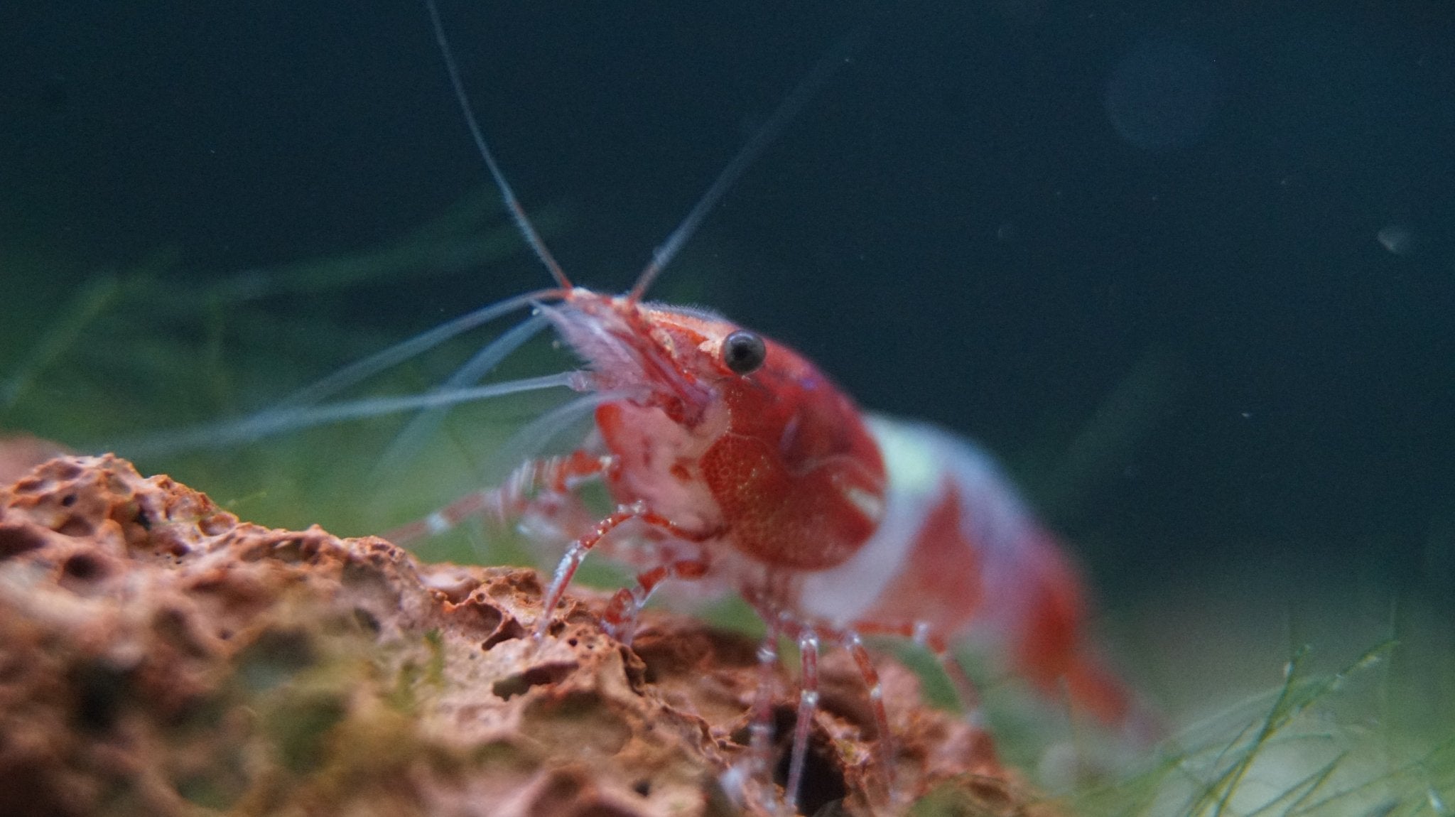 Shrimp - Wild Pet Supply