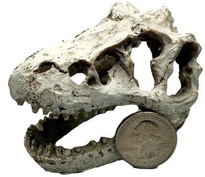 Mini T-Rex Skull