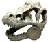 Mini T-Rex Skull Aquarium & Reptile Tank Decor – Small Dinosaur Fossil Hideout Ornament for Fish Tanks, Geckos, Hermit Crabs, and Terrariums – Resin Jurassic Decoration for Aquascape, Vivarium & Pet Habitat