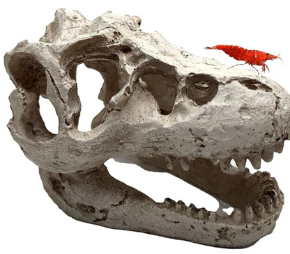 Mini T-Rex Skull