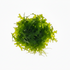 Green seaweed ball on a white background