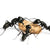 Ants