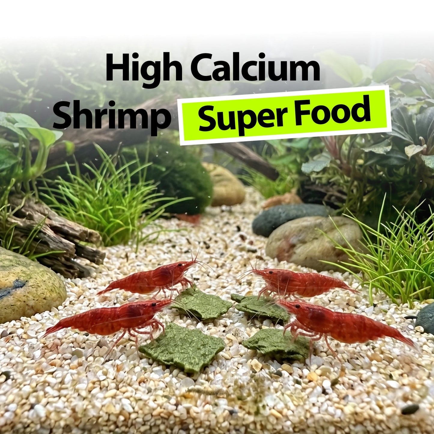 AquaBoost Shrimp Bites – Calcium Tablets - Wild Pet Supply
