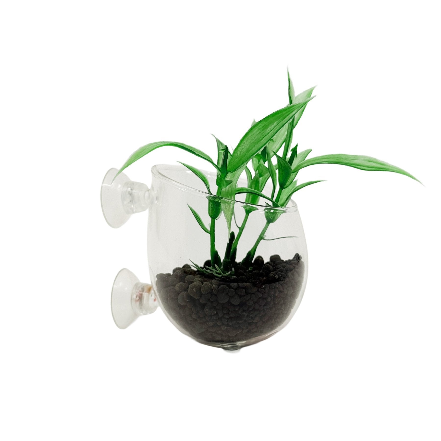 Aquarium Plant Propagation Cup – Wall Mount - Wild Pet Supply